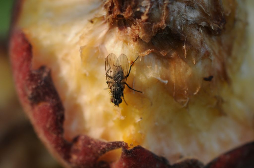 Buon appetito!, a questa femmina di Anthomyiidae