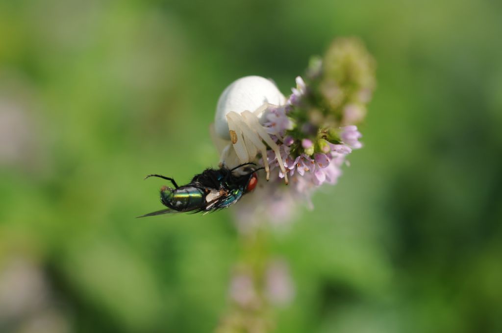 Dittero predato:  Lucilia sp. femmina