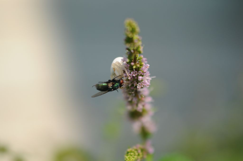 Dittero predato:  Lucilia sp. femmina