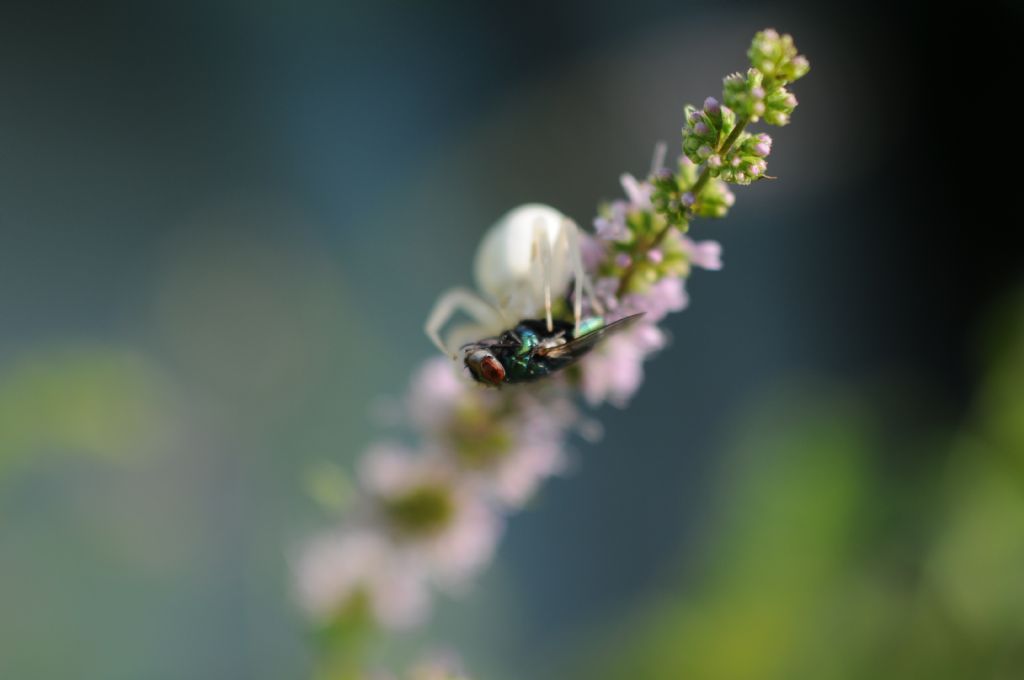 Dittero predato:  Lucilia sp. femmina