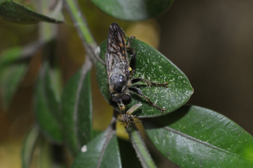 Choerades sp. (Asilidae)