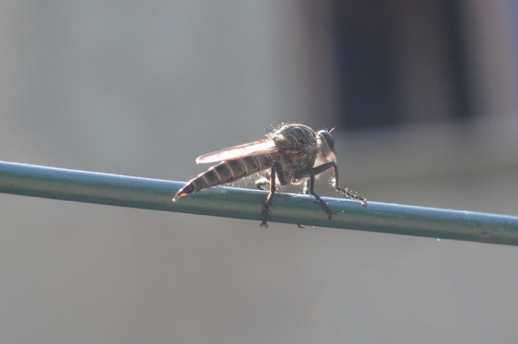 Asilidae femmina 2 (gruppo Machimus/Tolmerus)