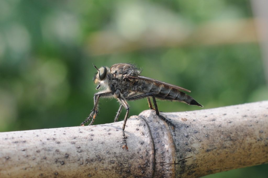 Asilidae femmina 2 (gruppo Machimus/Tolmerus)