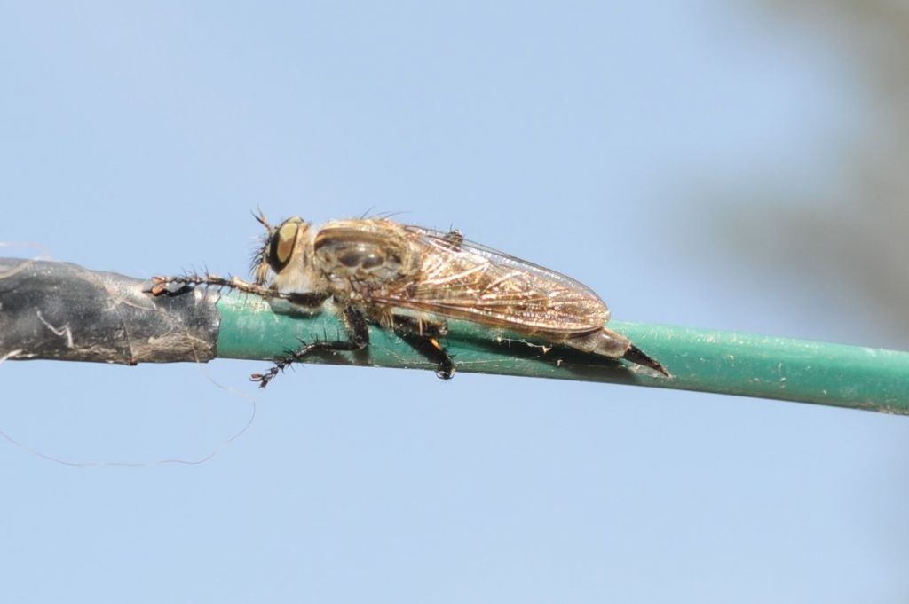 Asilidae femmina (gruppo Machimus/Tolmerus)