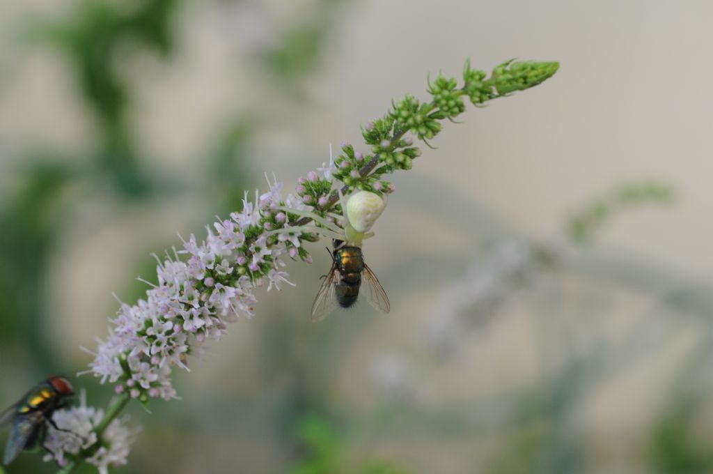 Lucilia sp. predata da Ebrechtella tricuspidata