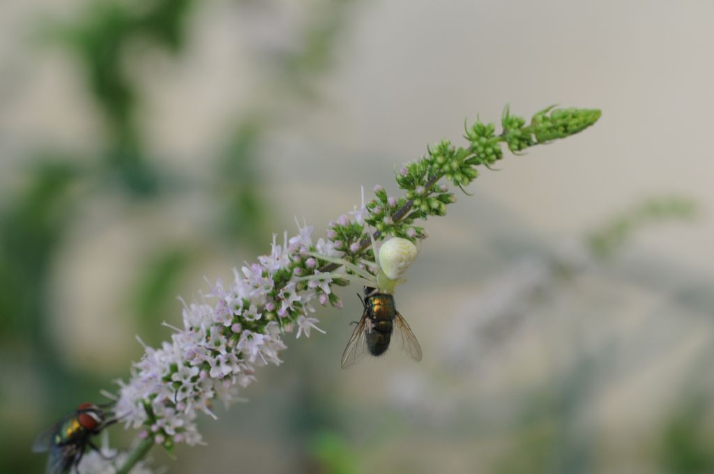 Lucilia sp. predata da Ebrechtella tricuspidata