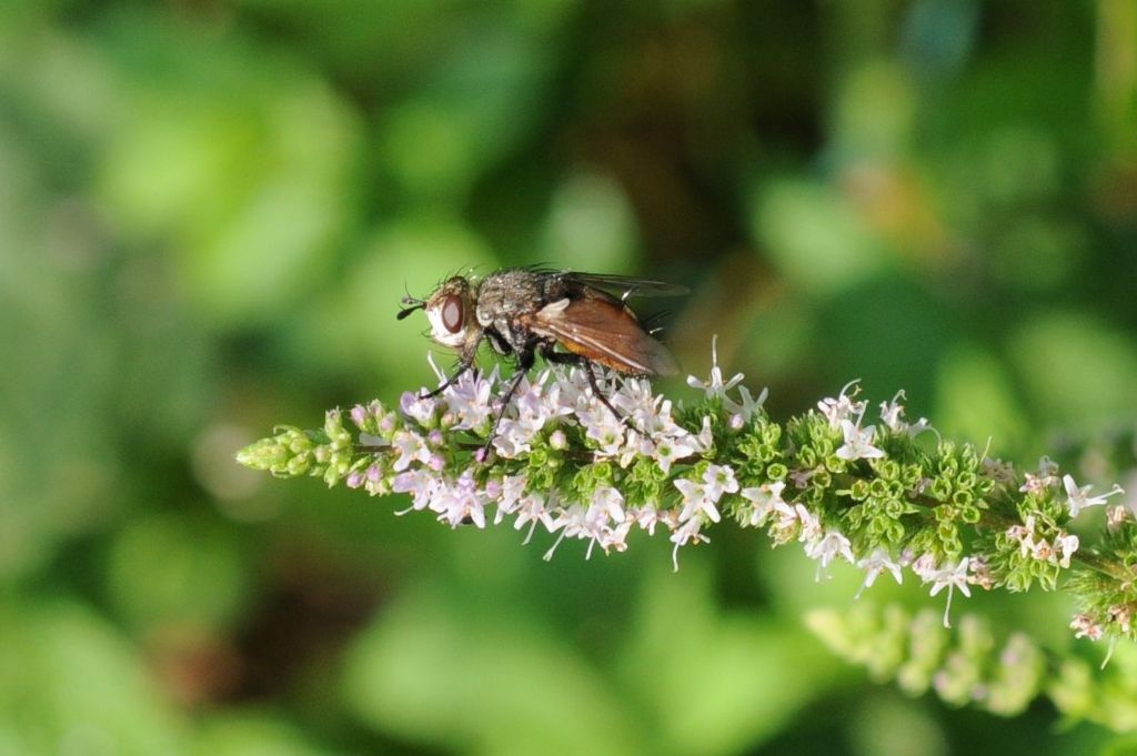 Peleteria rubescens (Tachinidae)