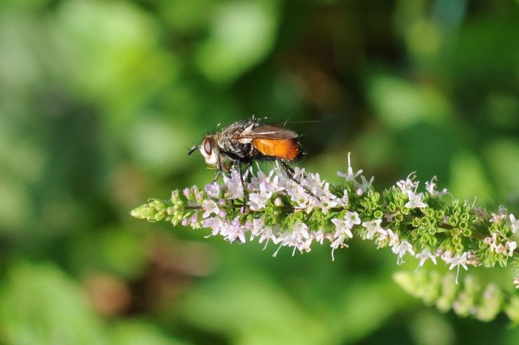 Peleteria rubescens (Tachinidae)