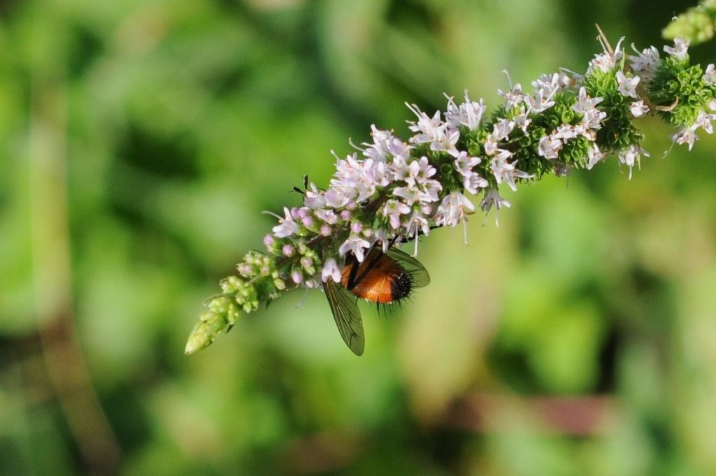 Peleteria rubescens (Tachinidae)