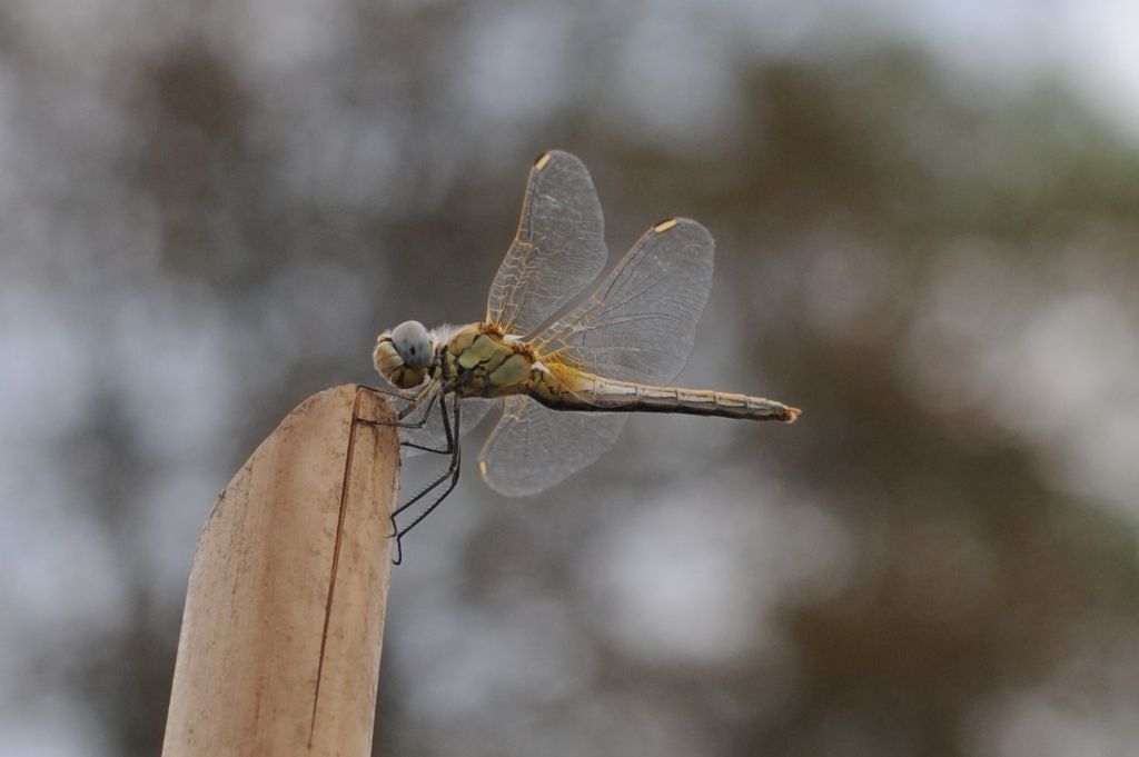 Libellula ignota 3