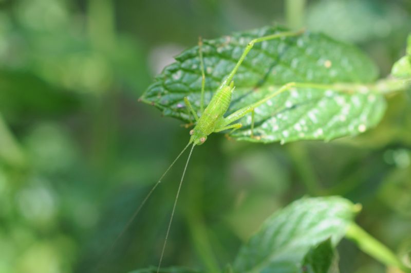 ninfe di Phaneroptera cfr. falcata