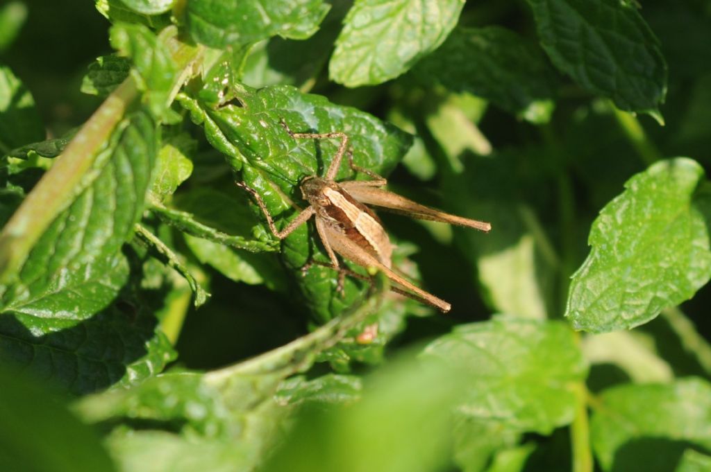 Maschio di Rhacocleis germanica (Tettigonidae)