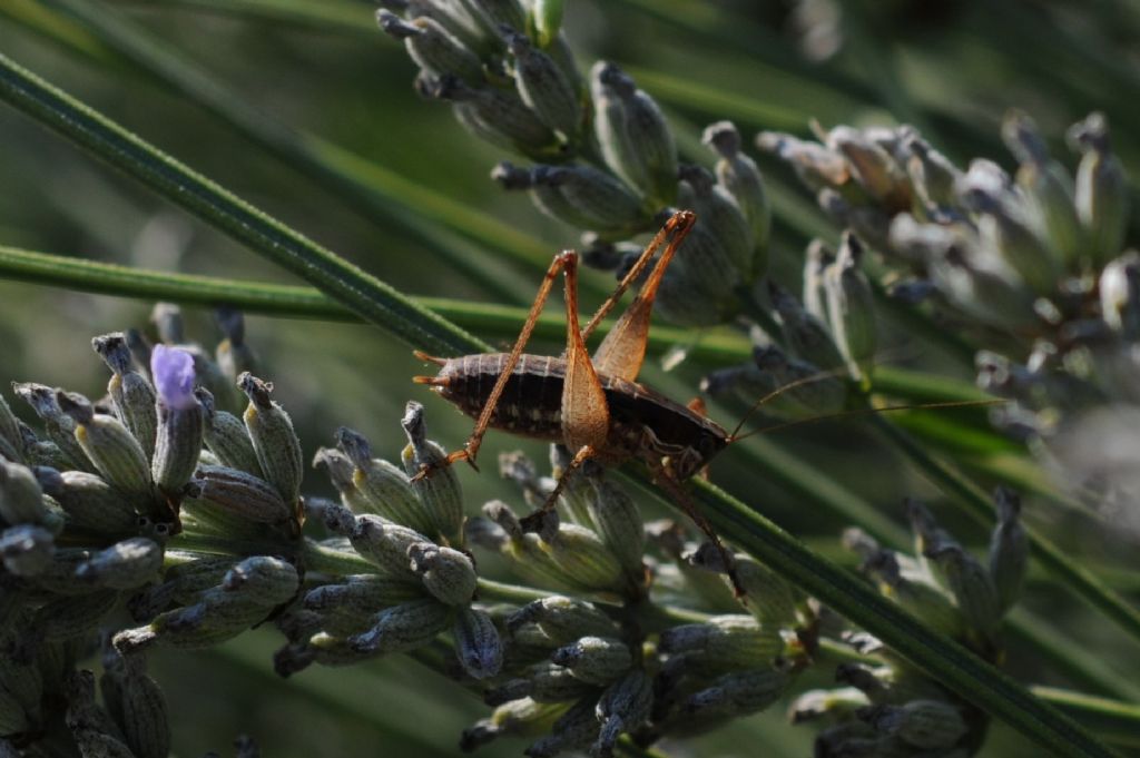 Yersinella raymondi, maschio