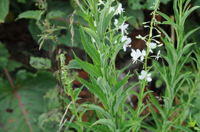 Chamaenerion angustifolium (ex Epilobium angustifolium) a fiori bianchi