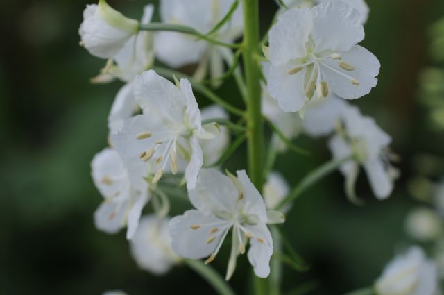 Chamaenerion angustifolium (ex Epilobium angustifolium) a fiori bianchi