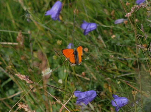 Farfalla arancione da ID - Lycaena (Hippothoe) eurydame