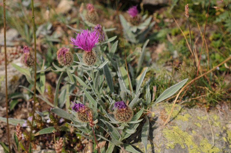 Centaurea cfr. uniflora