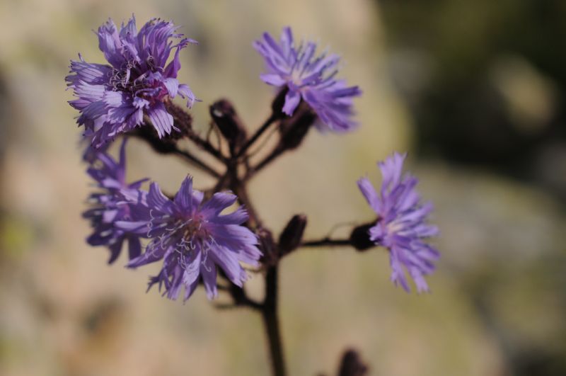 Lactuca alpina