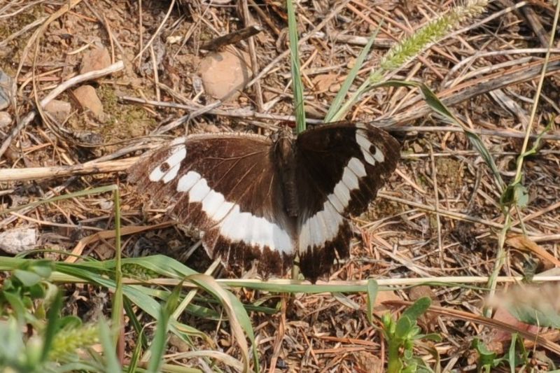 Nymphalidae - Brintesia circe