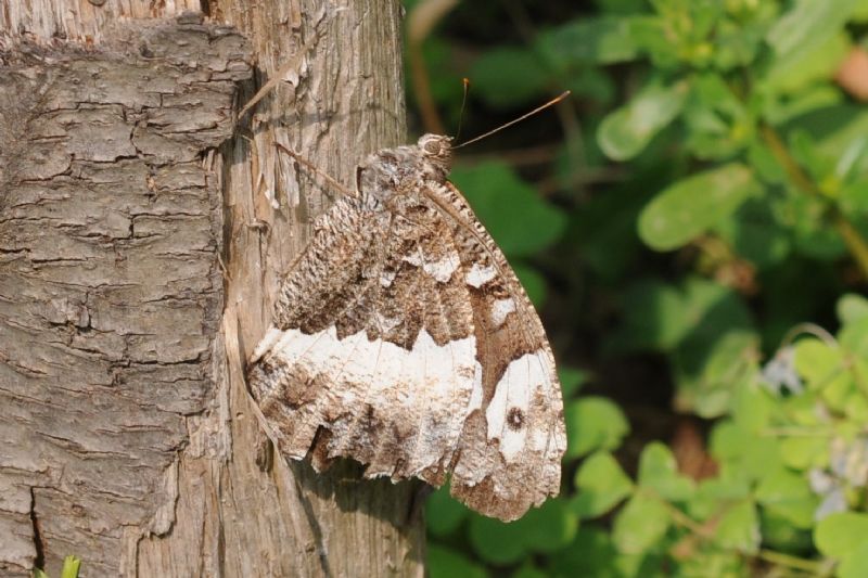 Nymphalidae - Brintesia circe