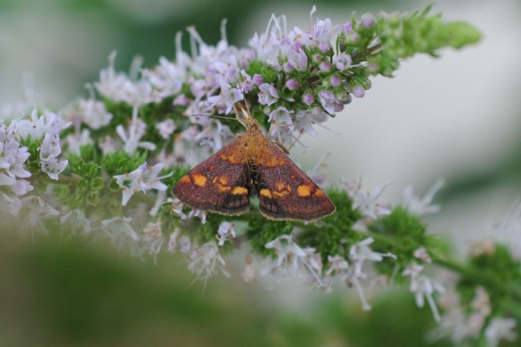 Geometridae? No, Crambidae: Pyrausta aurata