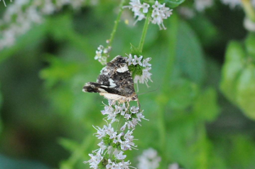 Crambidae? No, Noctuidae: Tyta luctuosa