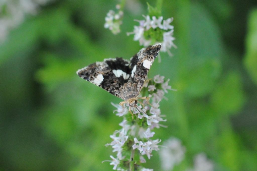 Crambidae? No, Noctuidae: Tyta luctuosa