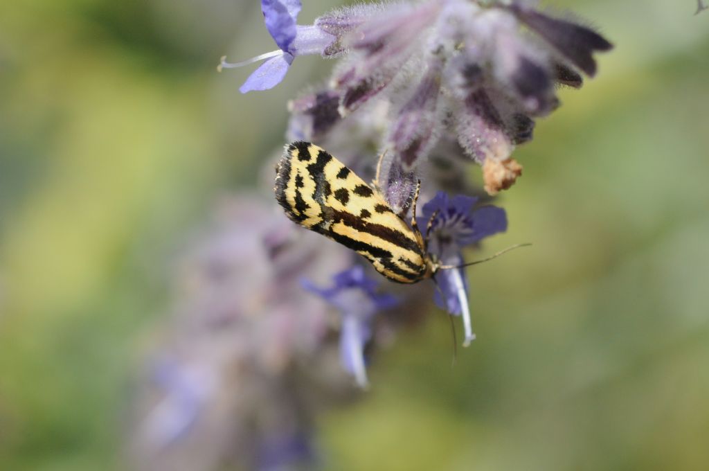 Farfalla ignota - Acontia (Emmelia) trabealis