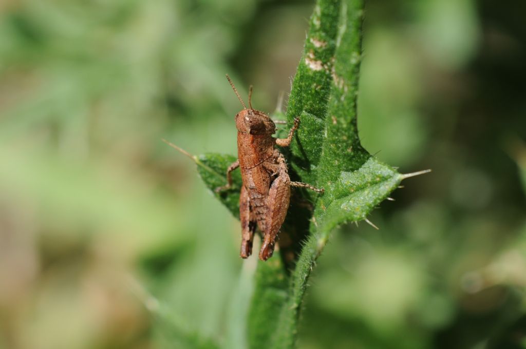 femmina  di Pezotettix giornae (Acrididae)