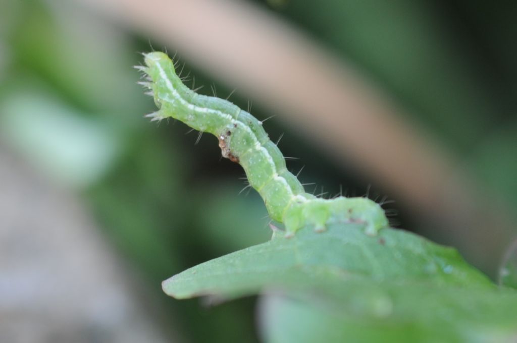 Bruco di Noctuidae Plusiinae