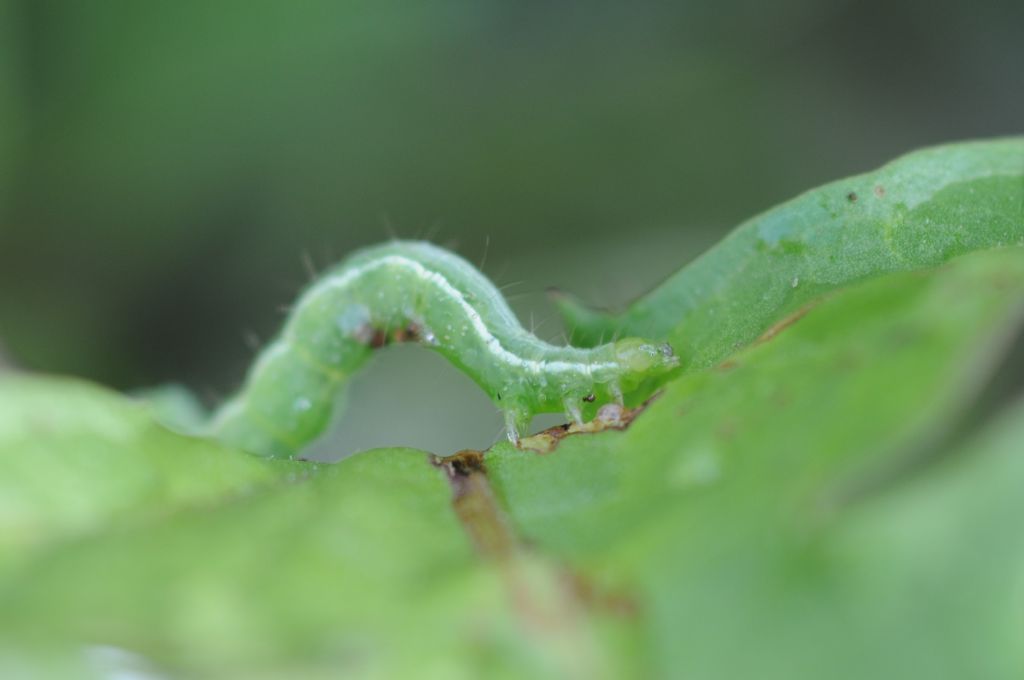 Bruco di Noctuidae Plusiinae