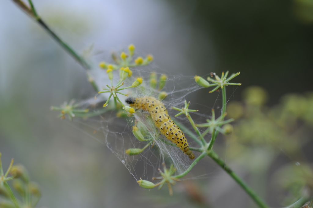 Larva di Sitochroa palealis (Crambidae)