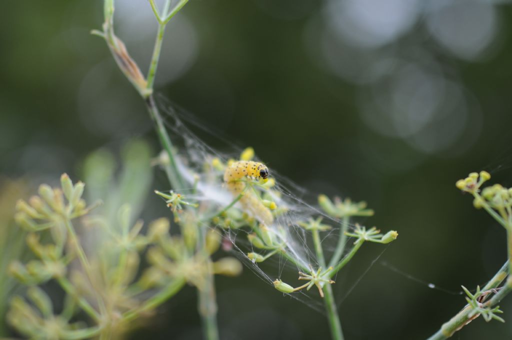 Larva di Sitochroa palealis (Crambidae)