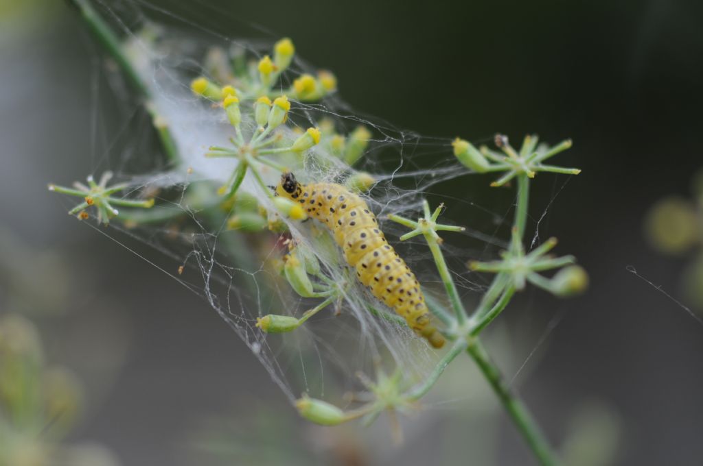 Larva di Sitochroa palealis (Crambidae)