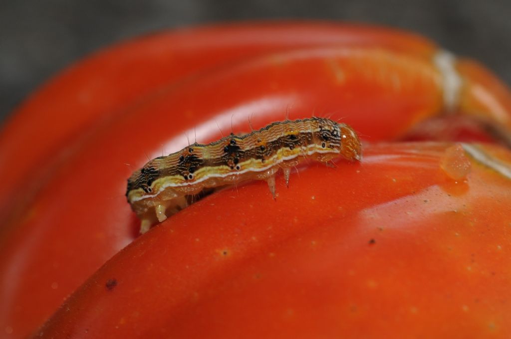 Larva e pupa su pomodoro: Helicoverpa armigera