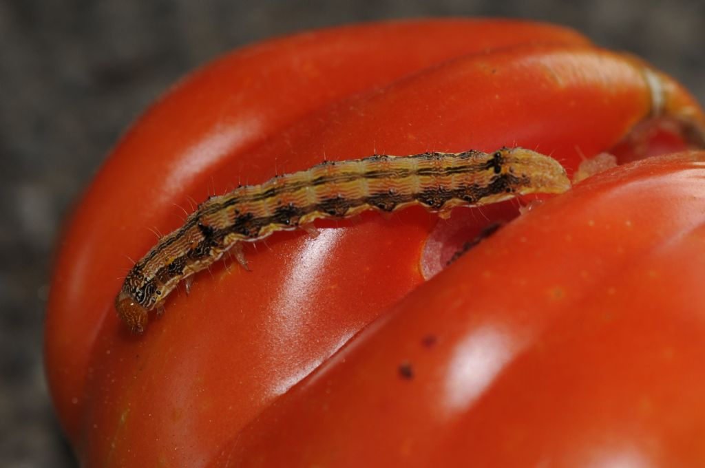 Larva e pupa su pomodoro: Helicoverpa armigera