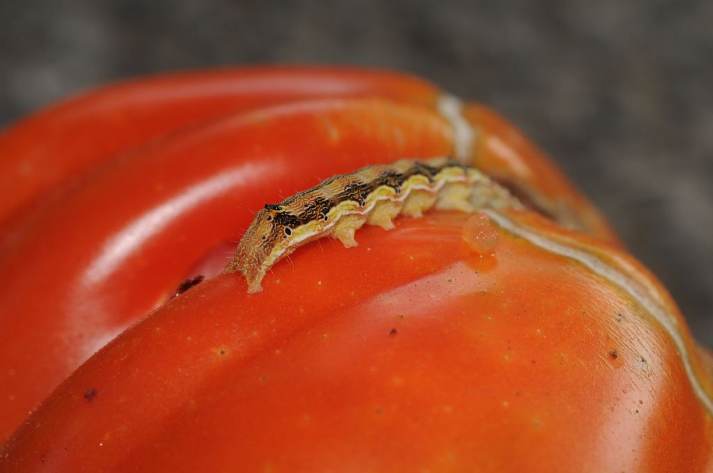 Larva e pupa su pomodoro: Helicoverpa armigera