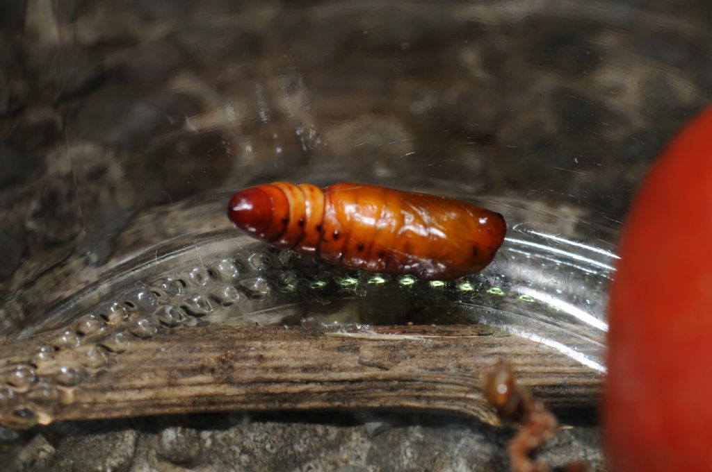 Larva e pupa su pomodoro: Helicoverpa armigera