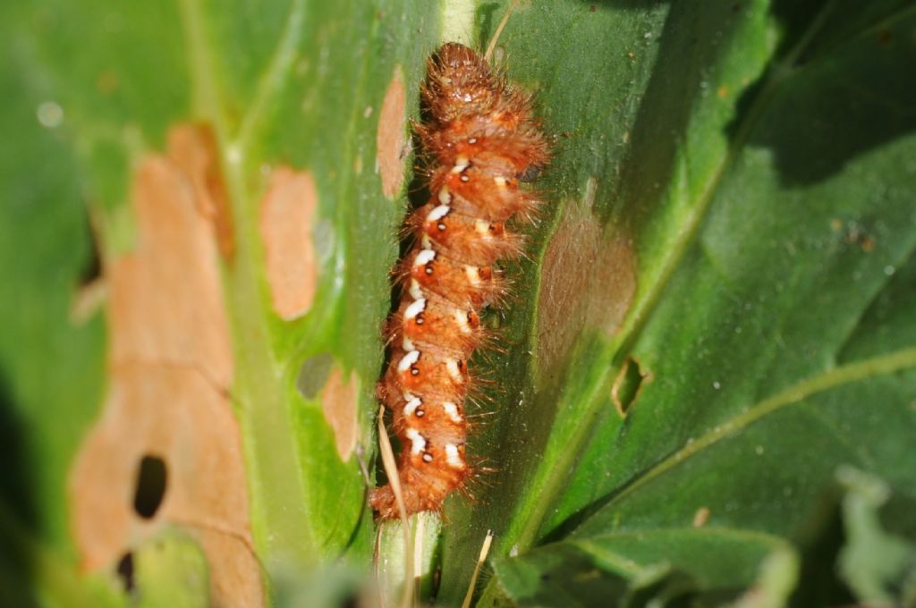 Acronicta rumicis? S