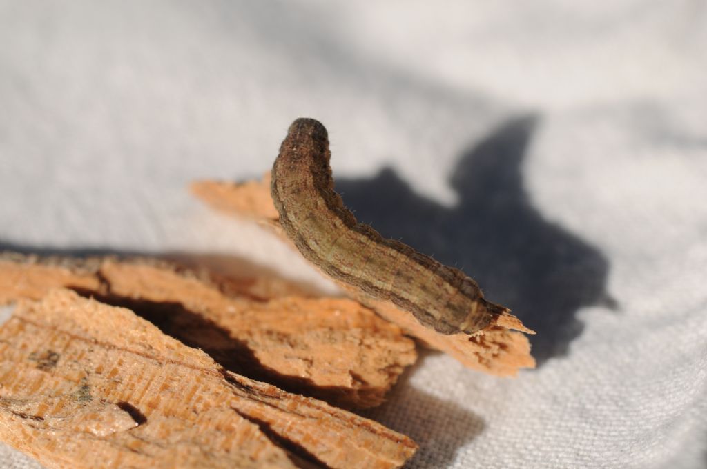 Bruco, chi? - Noctuidae Noctuinae