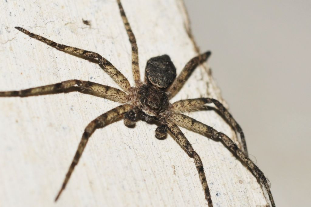 Philodromus margaritatus  - S. Giuliano Nuovo (AL)