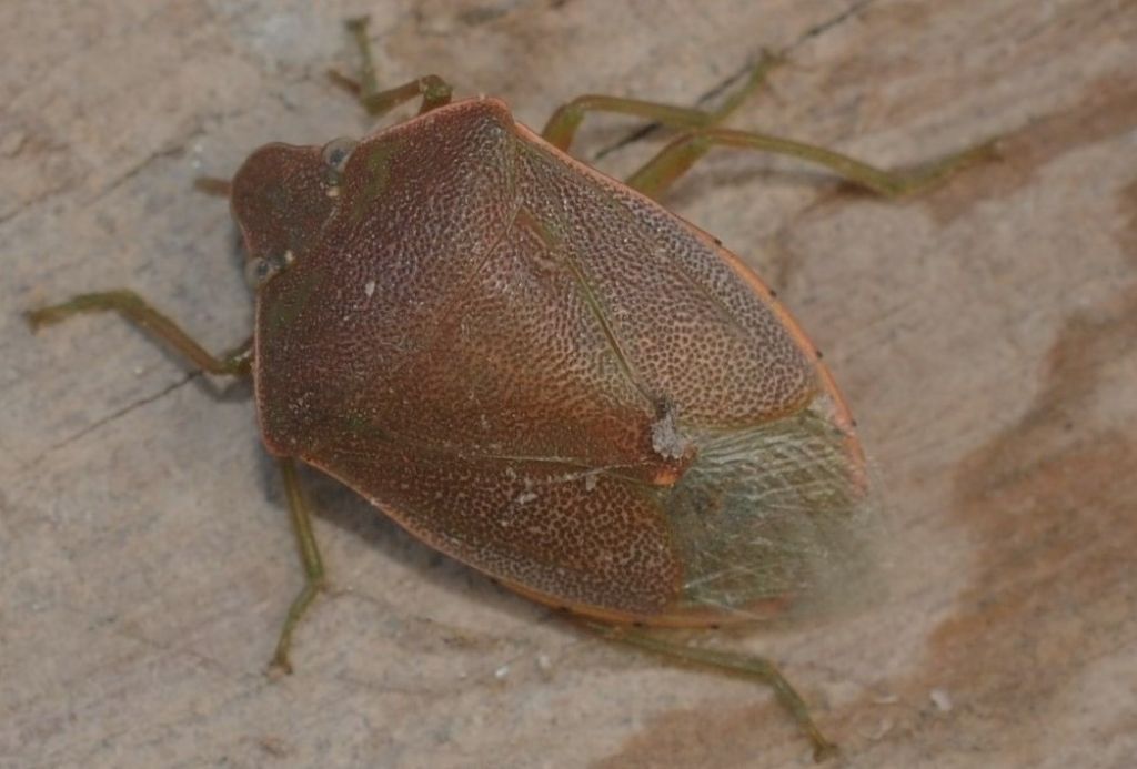 Pentatomidae:  Acrosternum heegeri