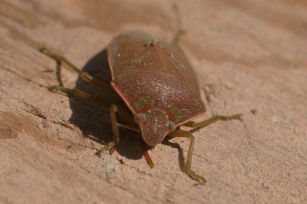 Pentatomidae:  Acrosternum heegeri