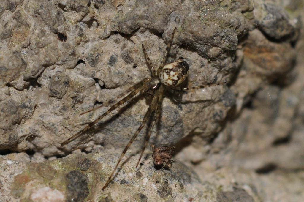 Metellina sp. (Tetragnathidae), femmina  -  Miasino Lago d''Orta (NO)