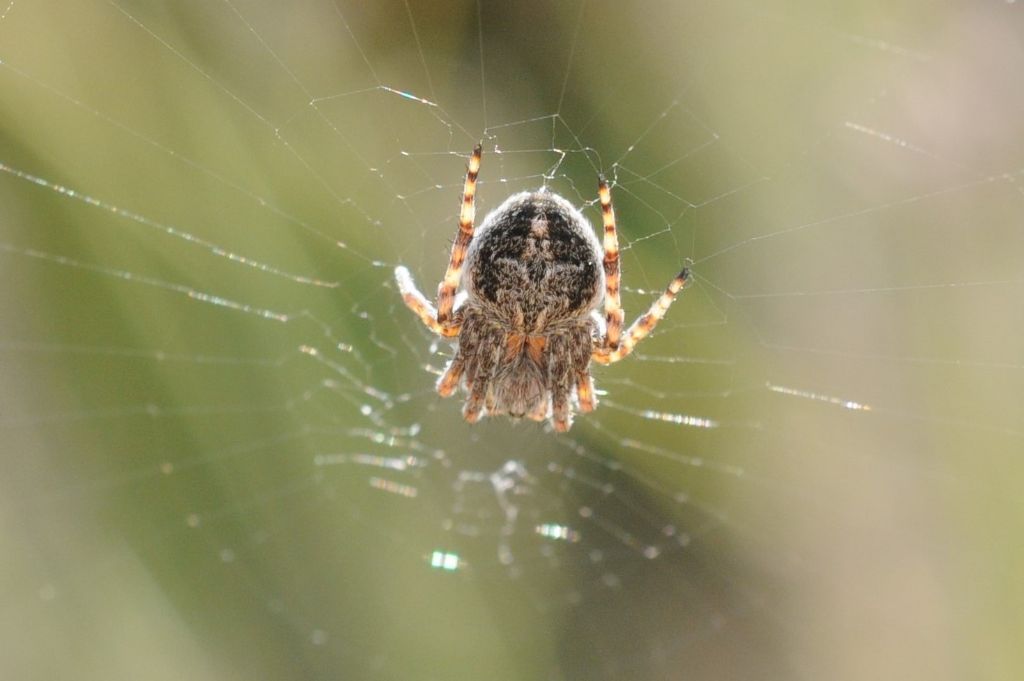 Araneidae, Araneus? No,  Agalenatea redii - S. Giuliano N. (AL)