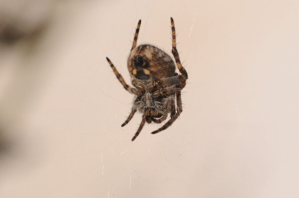 Araneidae, Araneus? No,  Agalenatea redii - S. Giuliano N. (AL)