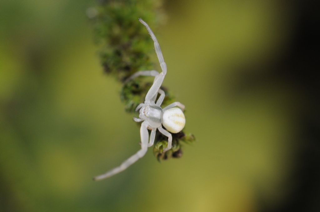 Misumena vatia  -  S. Giuliano N. (AL)