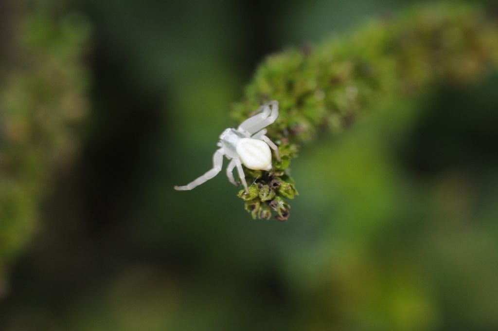 Misumena vatia  -  S. Giuliano N. (AL)