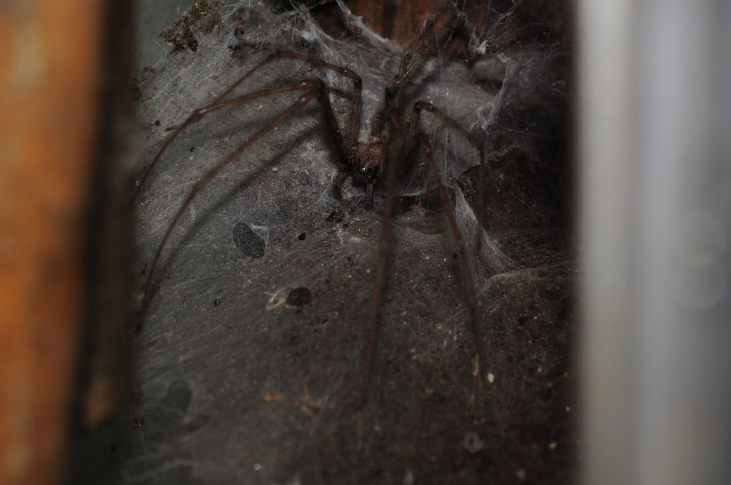 Tegenaria sp.  - Castelceriolo (AL)