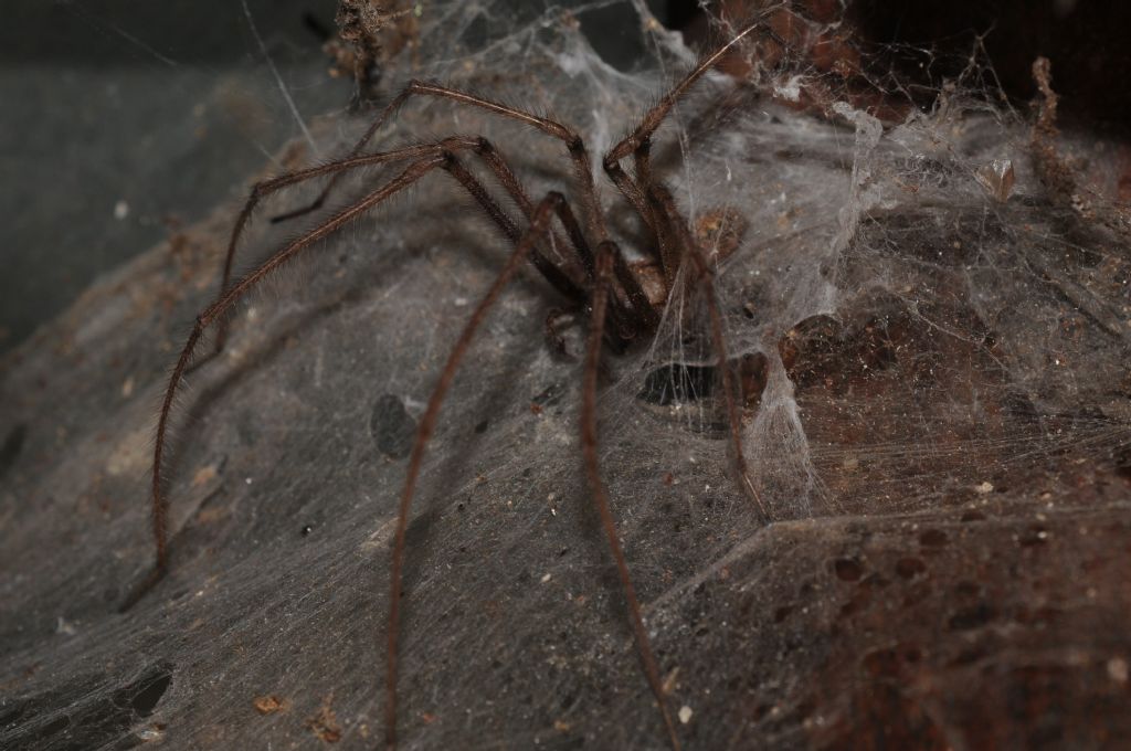 Tegenaria sp.  - Castelceriolo (AL)